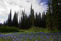 Wildflower photos