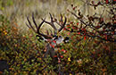Photos of Montana wildlife