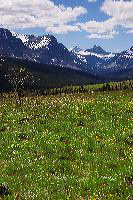 jb_twomedicine_flowers_01