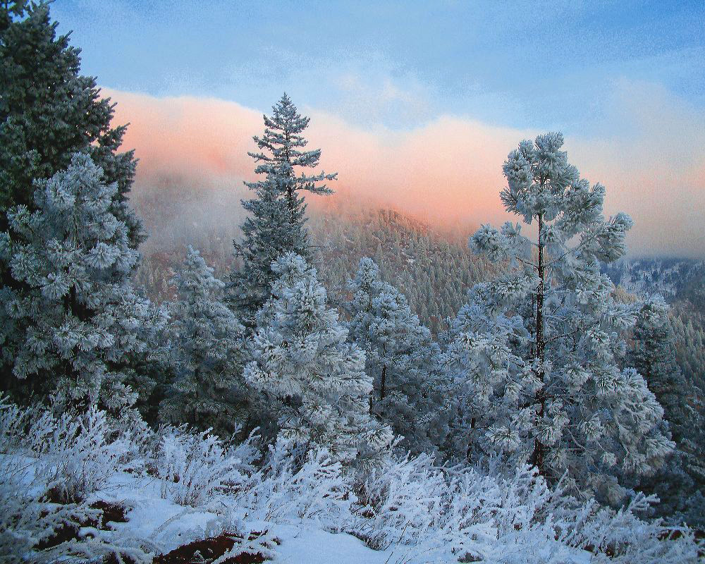 jb_woodypt-frost_03.jpg