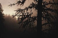 jb_salmonlake-fog_006