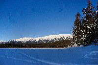 jb_swans-rainylake_2266