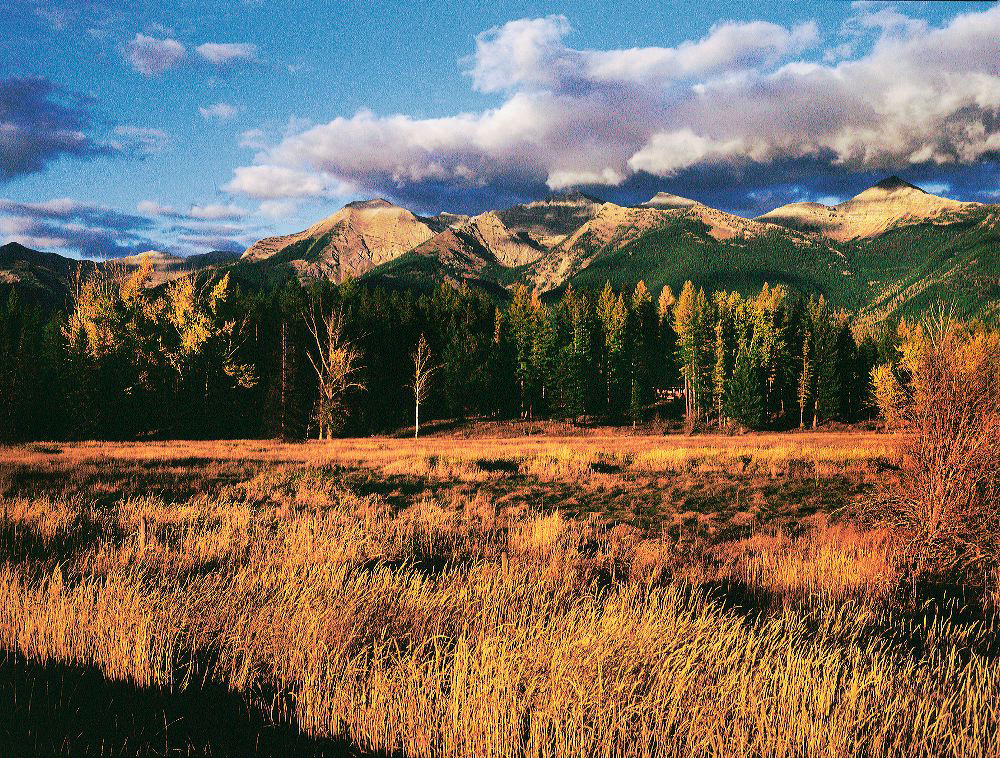 jb_swans-meadow_001.jpg