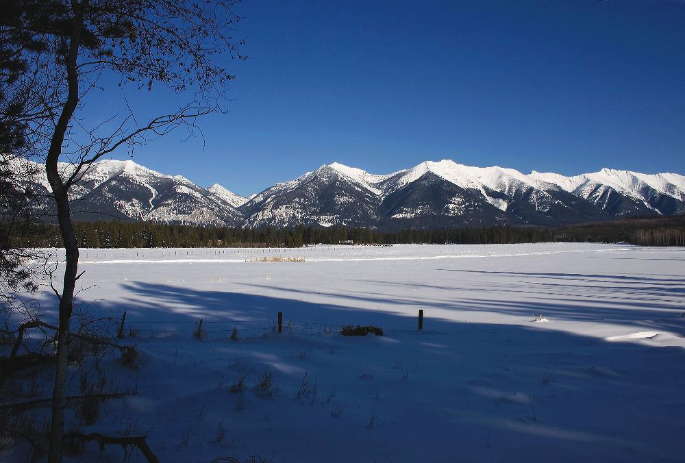 jb_swans_winter_2256.jpg