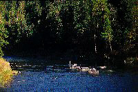 jb_blackfoot-flyfishing_001