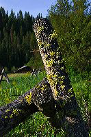 jb_buck-fence_5787