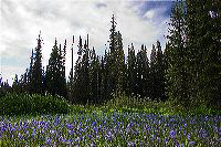 jb_camasmeadow_4632