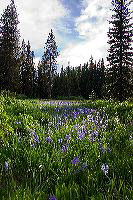 jb_camasmeadow_4643
