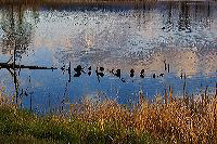 jb_leemetcalf_ducks_01