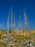 jb_skalkaho_0084