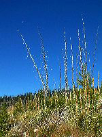 jb_skalkaho_0085