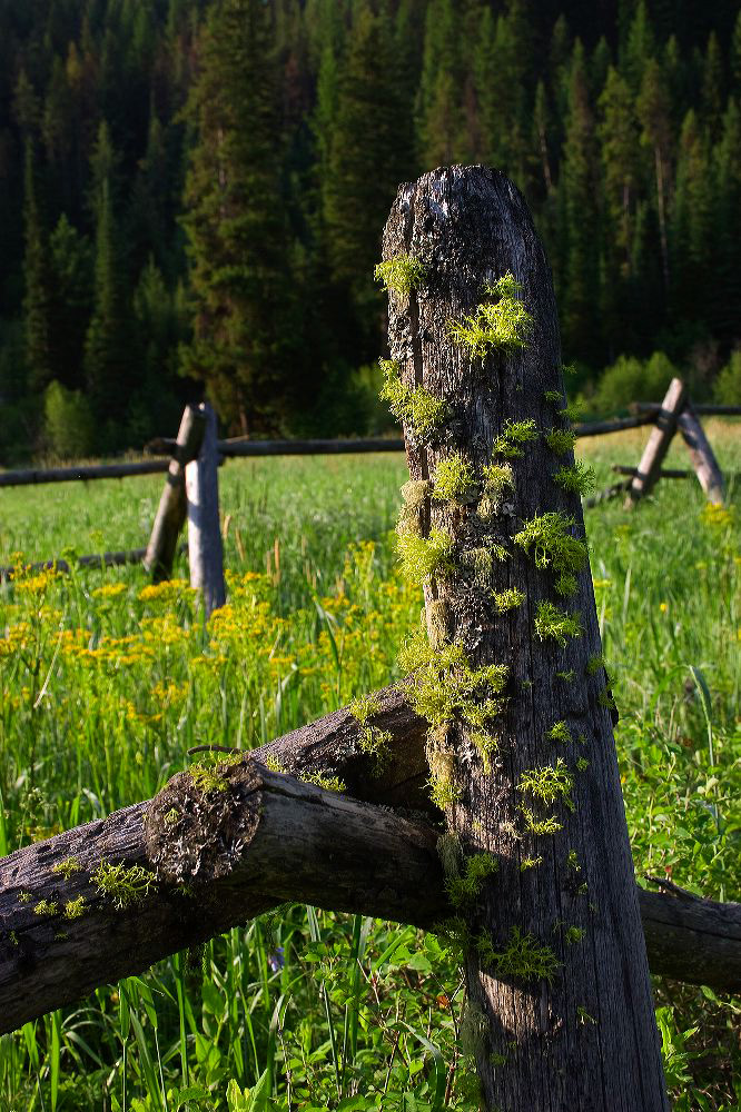 jb_buck-fence_5784.jpg