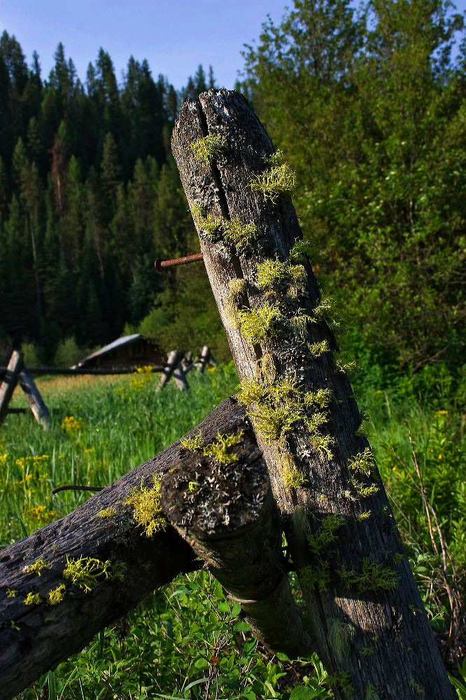 jb_buck-fence_5787.jpg