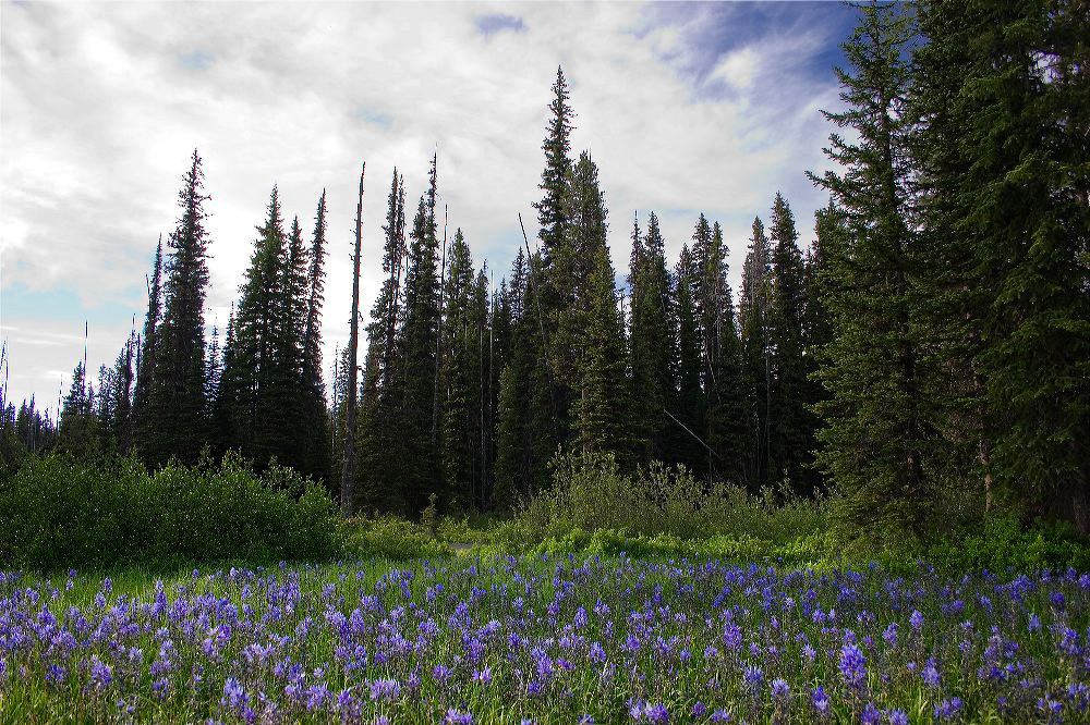 jb_camasmeadow_4632.jpg