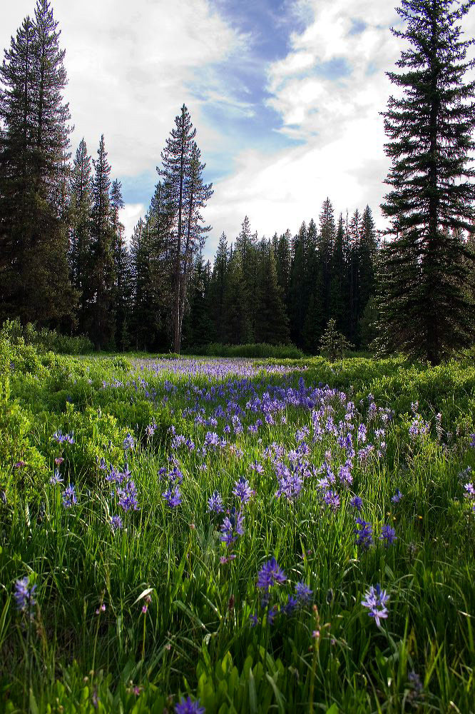 jb_camasmeadow_4643.jpg