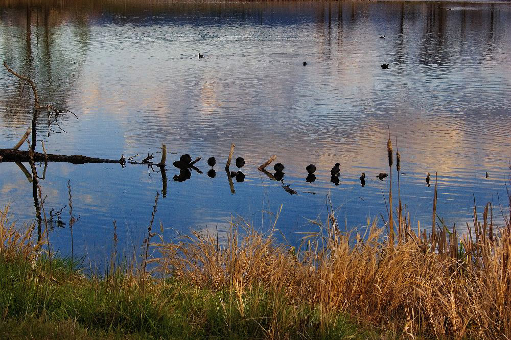 jb_leemetcalf_ducks_01.jpg