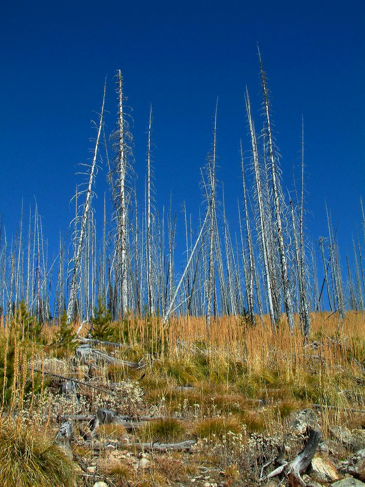 jb_skalkaho_0084.jpg