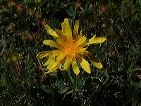 jb_agoseris_0019