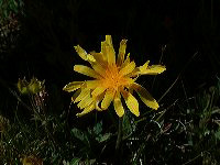 jb_agoseris_0020