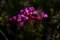 jb_alpineheather_5037
