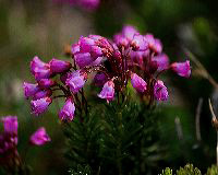 jb_alpineheather_5040