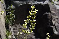 jb_alumroot_001