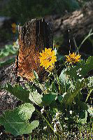 jb_arrowleafbalsamroot_4077