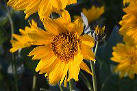jb_arrowleafbalsamroot_5368