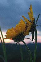 jb_balsamroot-sunset_4373
