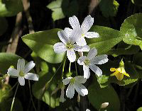 jb_beadlilies_1417