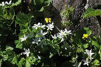 jb_beadlillies_03