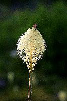 jb_beargrass_4438
