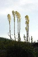 jb_beargrass_4442