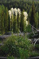 jb_beargrass_4444