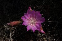 jb_bitterroot_5821