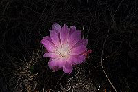 jb_bitterroot_5822