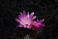 jb_bitterroot_5823