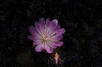 jb_bitterroot_5825