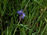 jb_blue-eyed_grass_0403