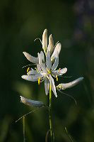 jb_camas-white_0589