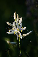 jb_camas-white_0590