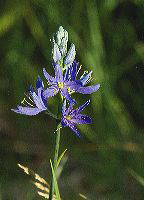 jb_camas_4419