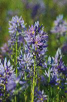 jb_camas_4420