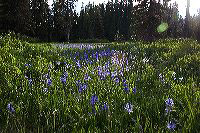 jb_camasfield_4644