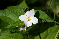 jb_canadaviolet_4217