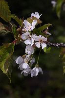 jb_cherryblossoms_001