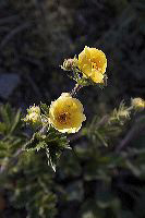 jb_cinquefoil_005