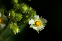 jb_cinquefoil_0618