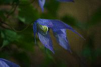 jb_clematis_4036