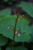 jb_coralroot-spotted_5858